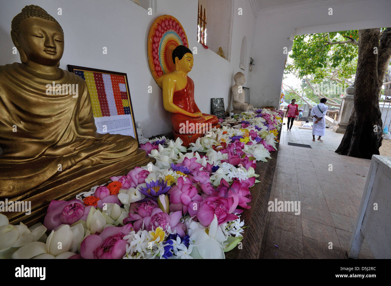 Bodhi tree flower hi-res stock photography and images - Alamy