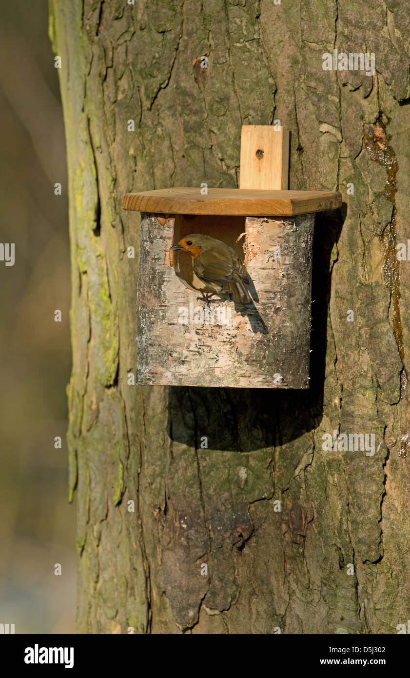 European Robin at nest box Stock Photo