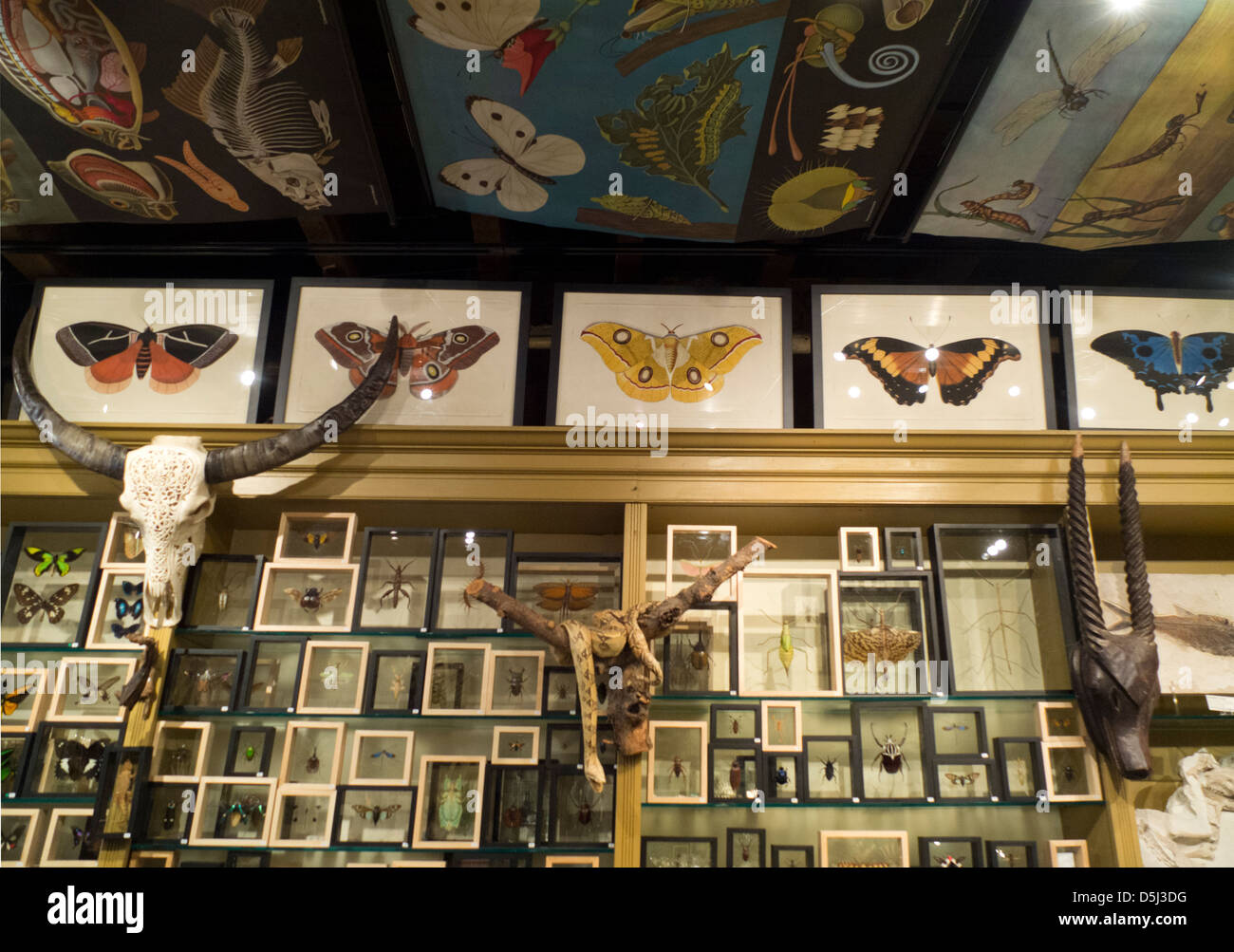 Evolution store in New York City Stock Photo - Alamy