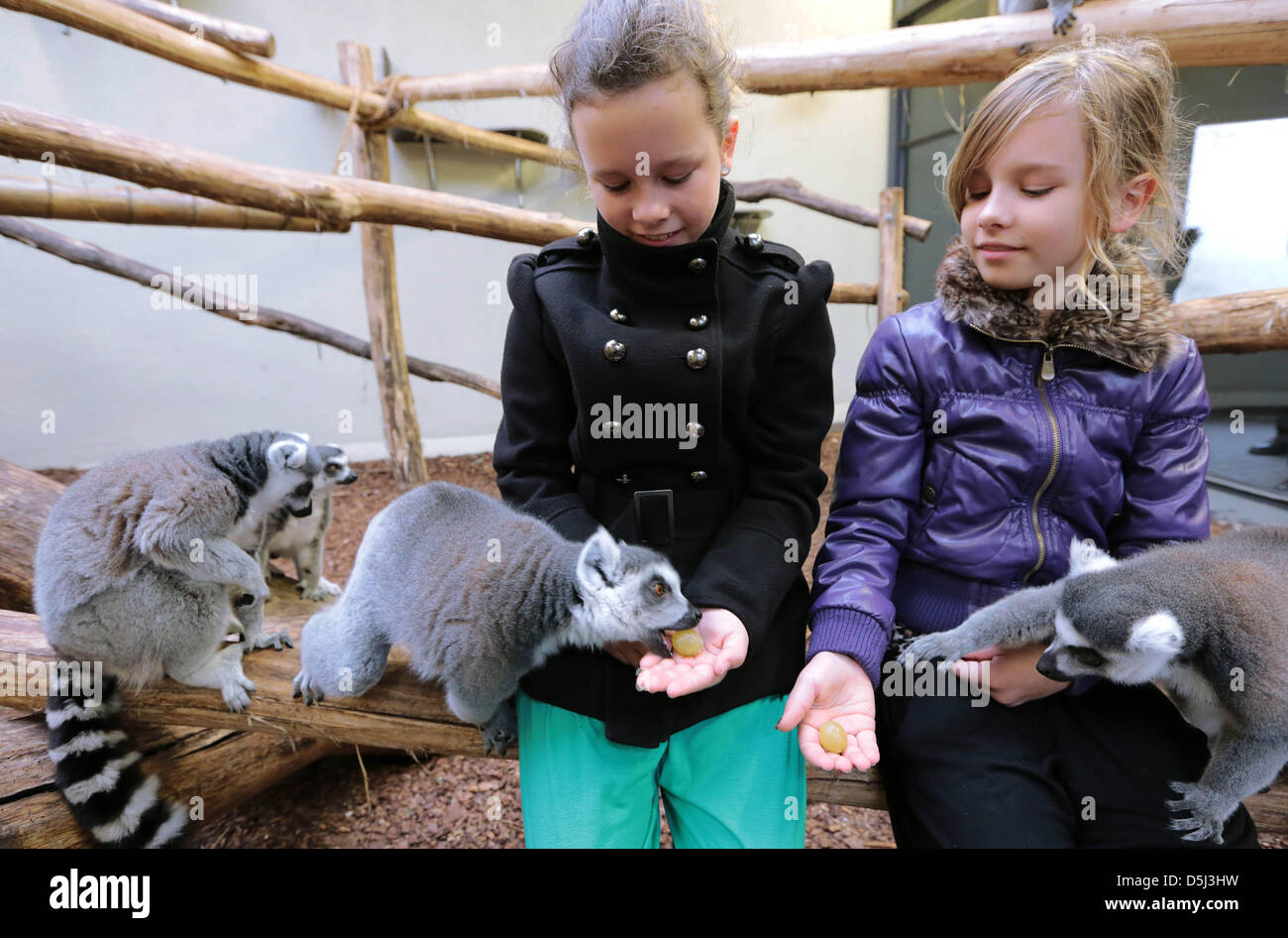 The sisters Anne and Vera Theunissen enjoy feeding the lemures with snacks at Burgers' Zoo in Arnhem, Netherlands on November 13,2012. The zoo invited the girls to feed the animals by hand because they raised a smart question about those prosimians. Photo: Vidiphoto Stock Photo