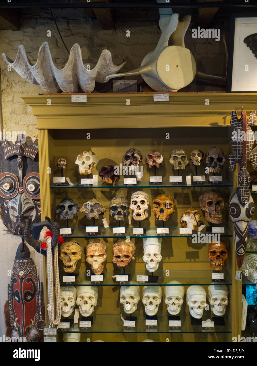 Evolution store in New York City Stock Photo - Alamy