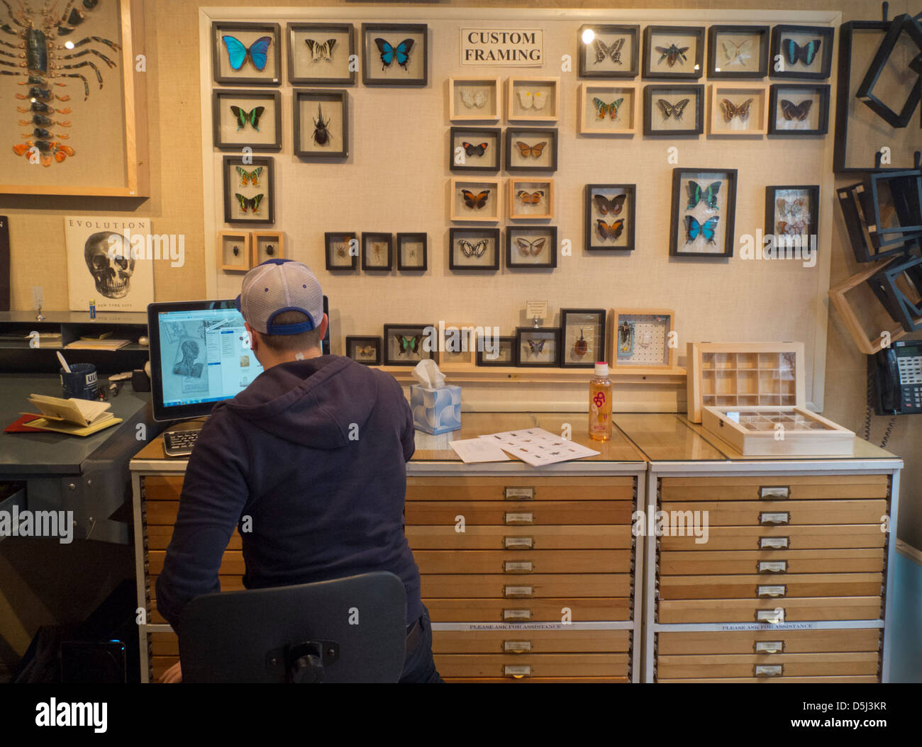 Evolution store in New York City Stock Photo - Alamy