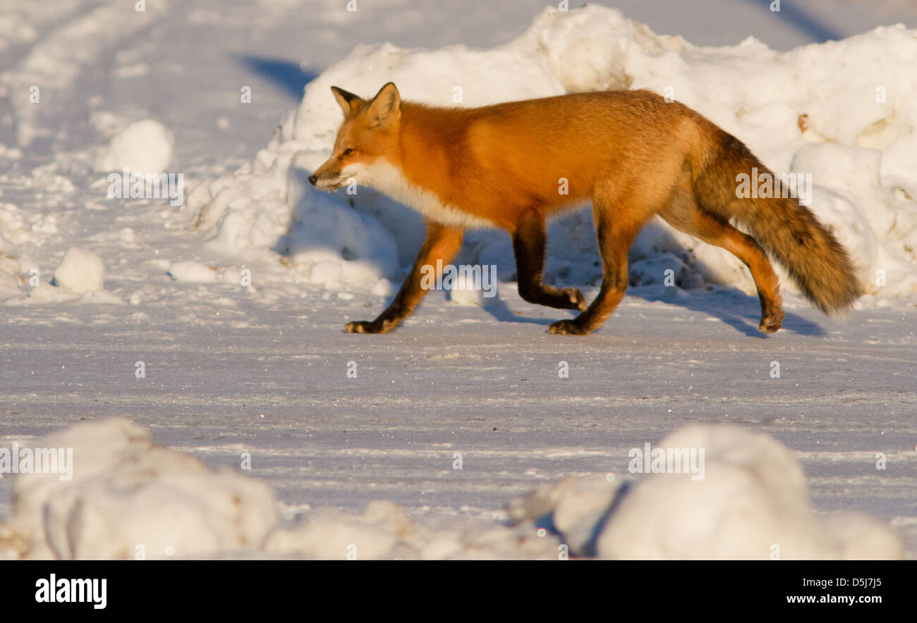 Superb male red fox hunter in Canadian winter. Stock Photo