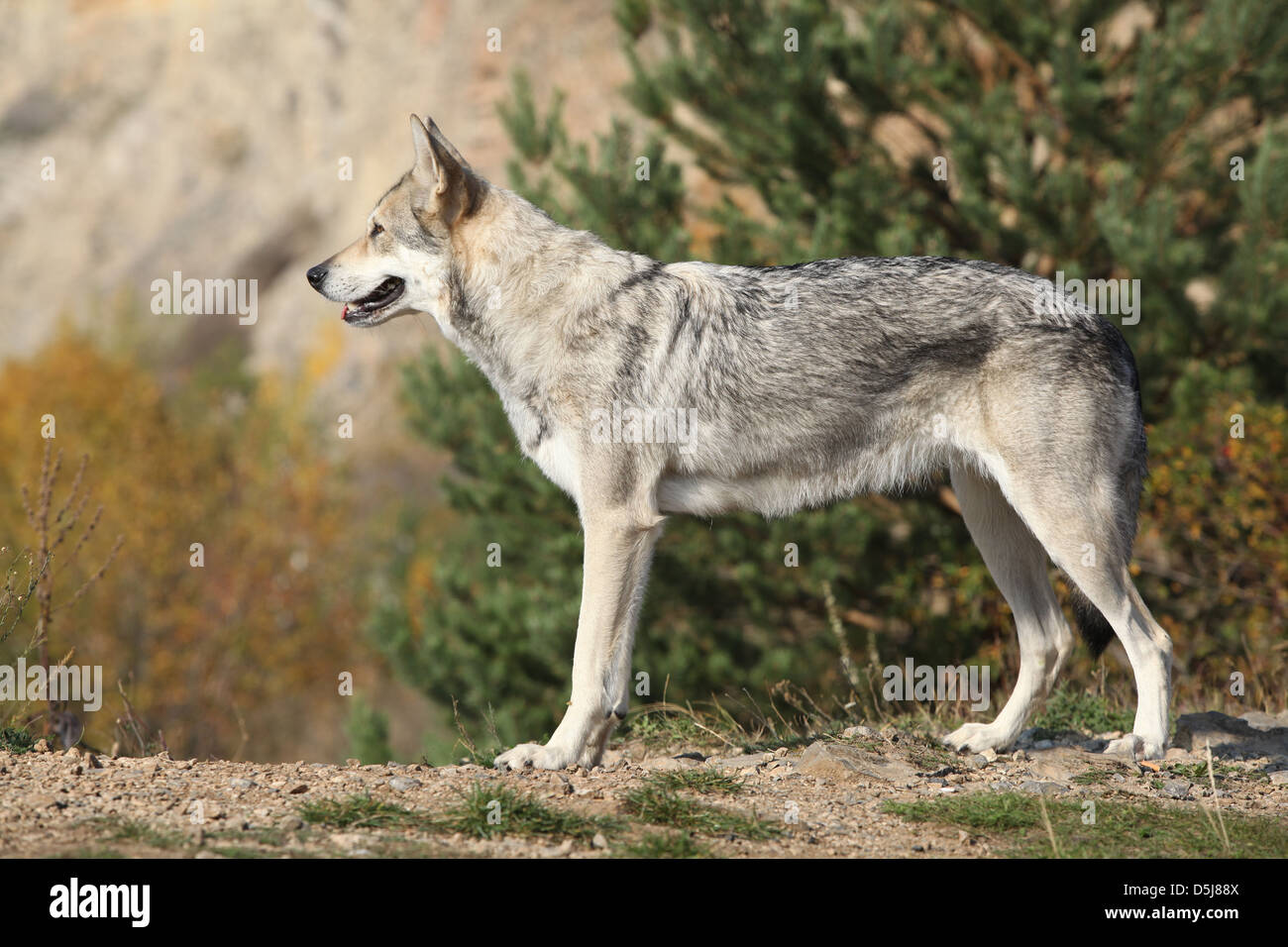 Saarloos Wolfhound standing on the rock Stock Photo
