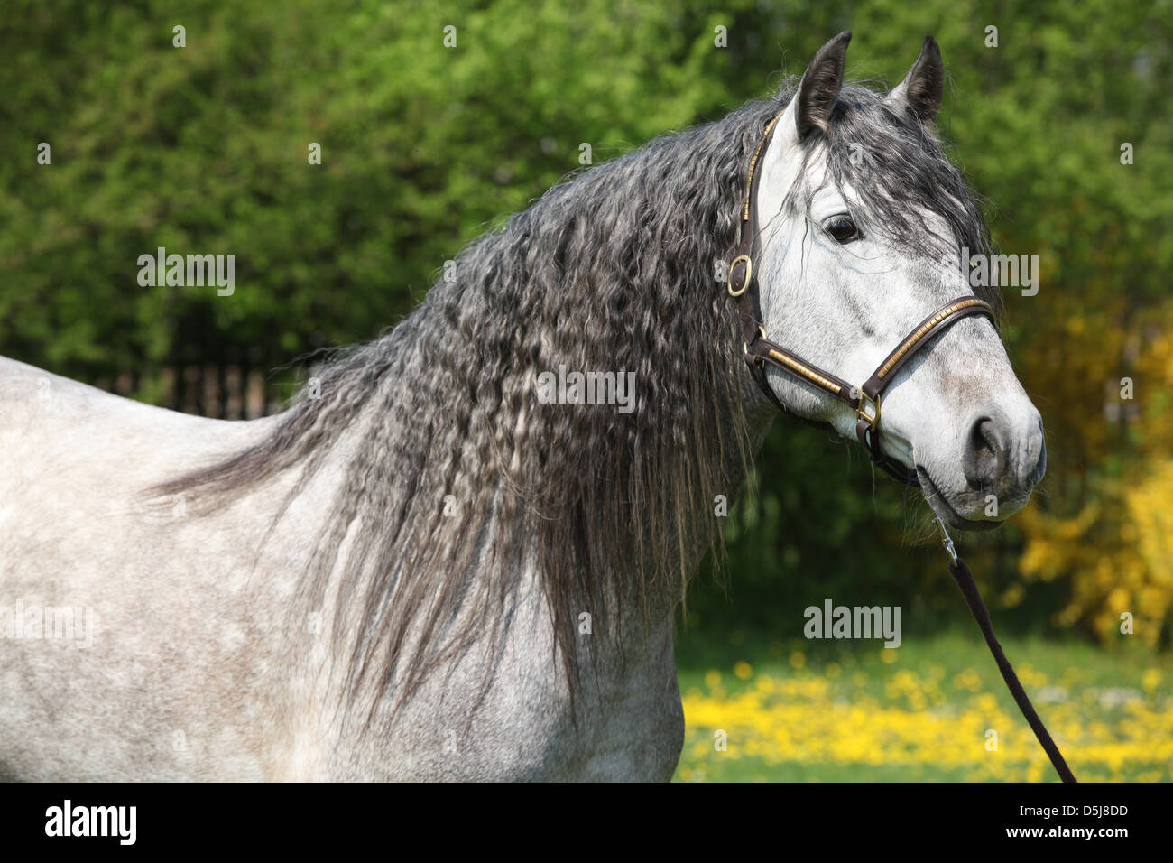 Portrait of Carthusian horse - the purest line of pura raza espanola Stock Photo
