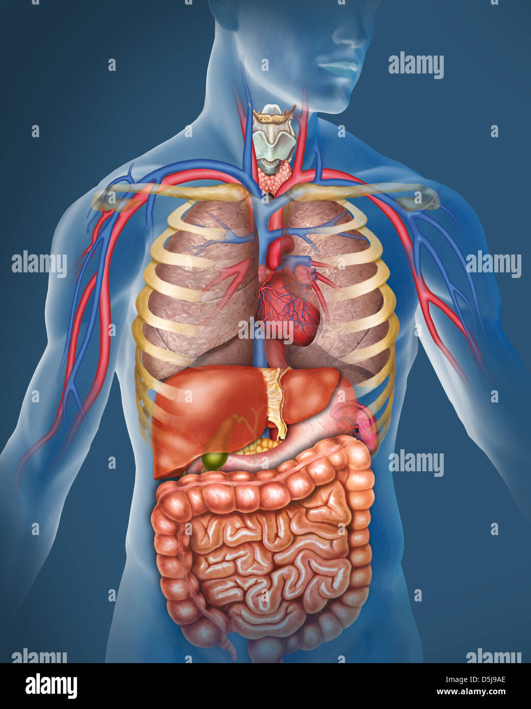 anatomía del cuerpo humano. Ilustración compuesta por el sistema respiratorio, pulmones tráquea, el corazón y las principales venas y arterias, hígado. Stock Photo