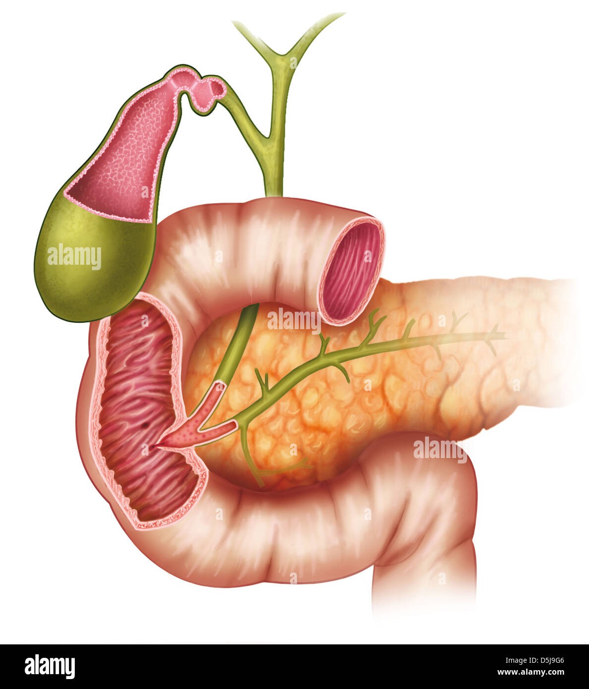 Pancreatic Juice High Resolution Stock Photography and Images Alamy