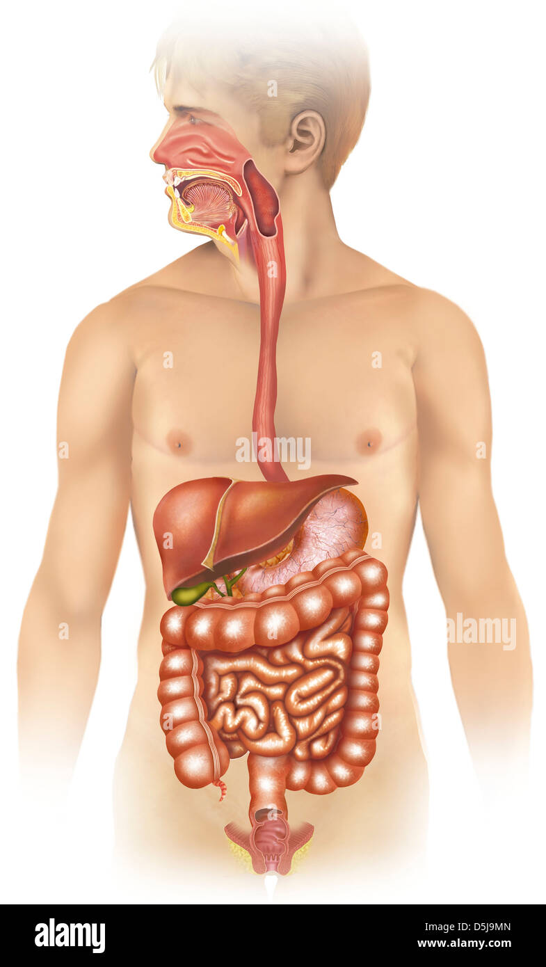 Anatomy of the human digestive system Stock Photo