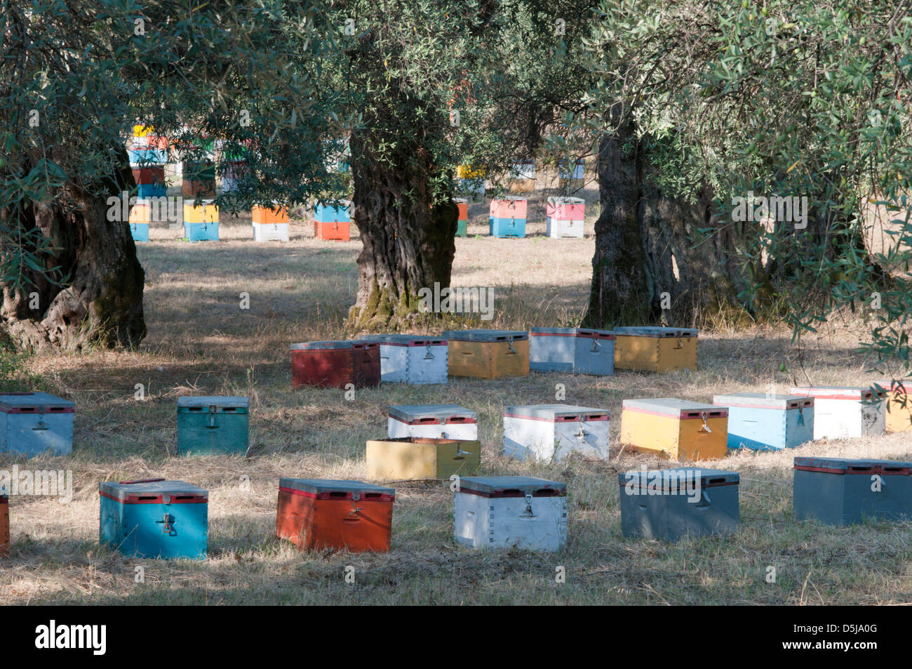 Greek island September Beehives under olive trees near Panagia and Chrisi Ammoudia Stock Photo