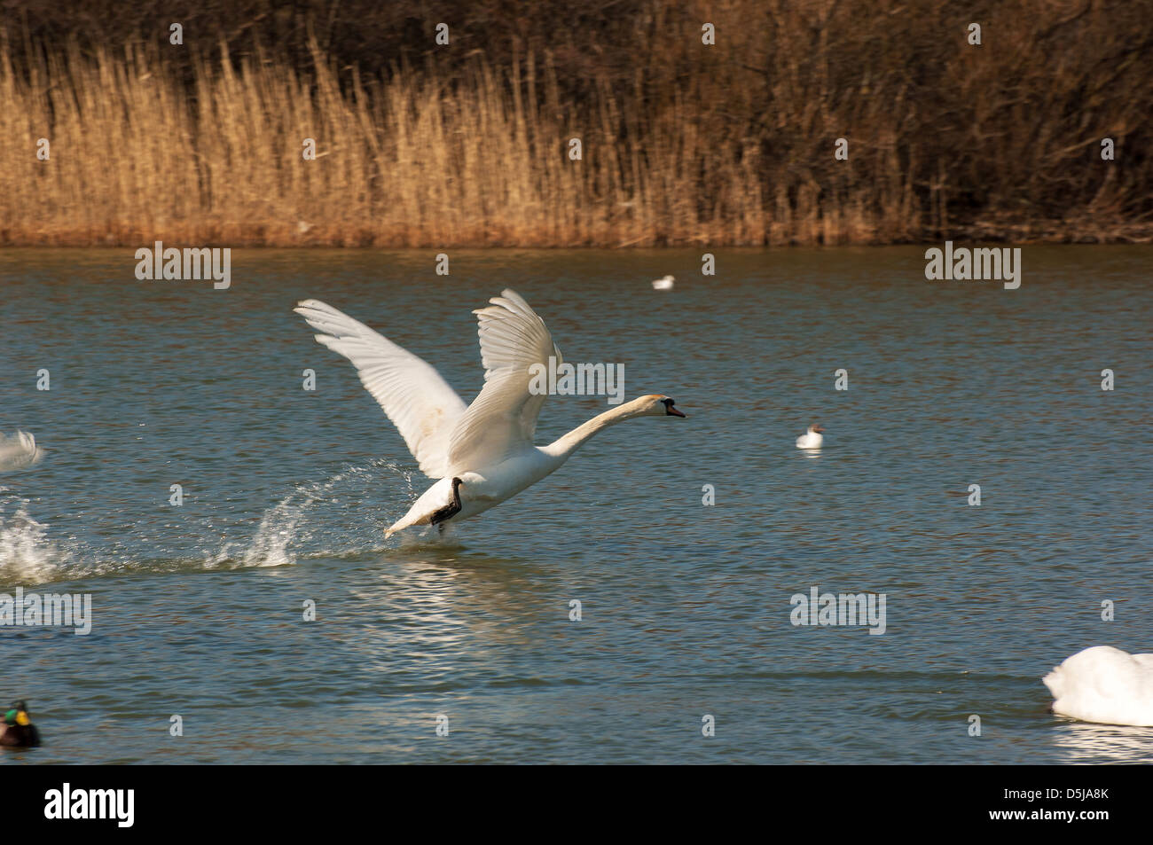Swan taking off Stock Photo Alamy