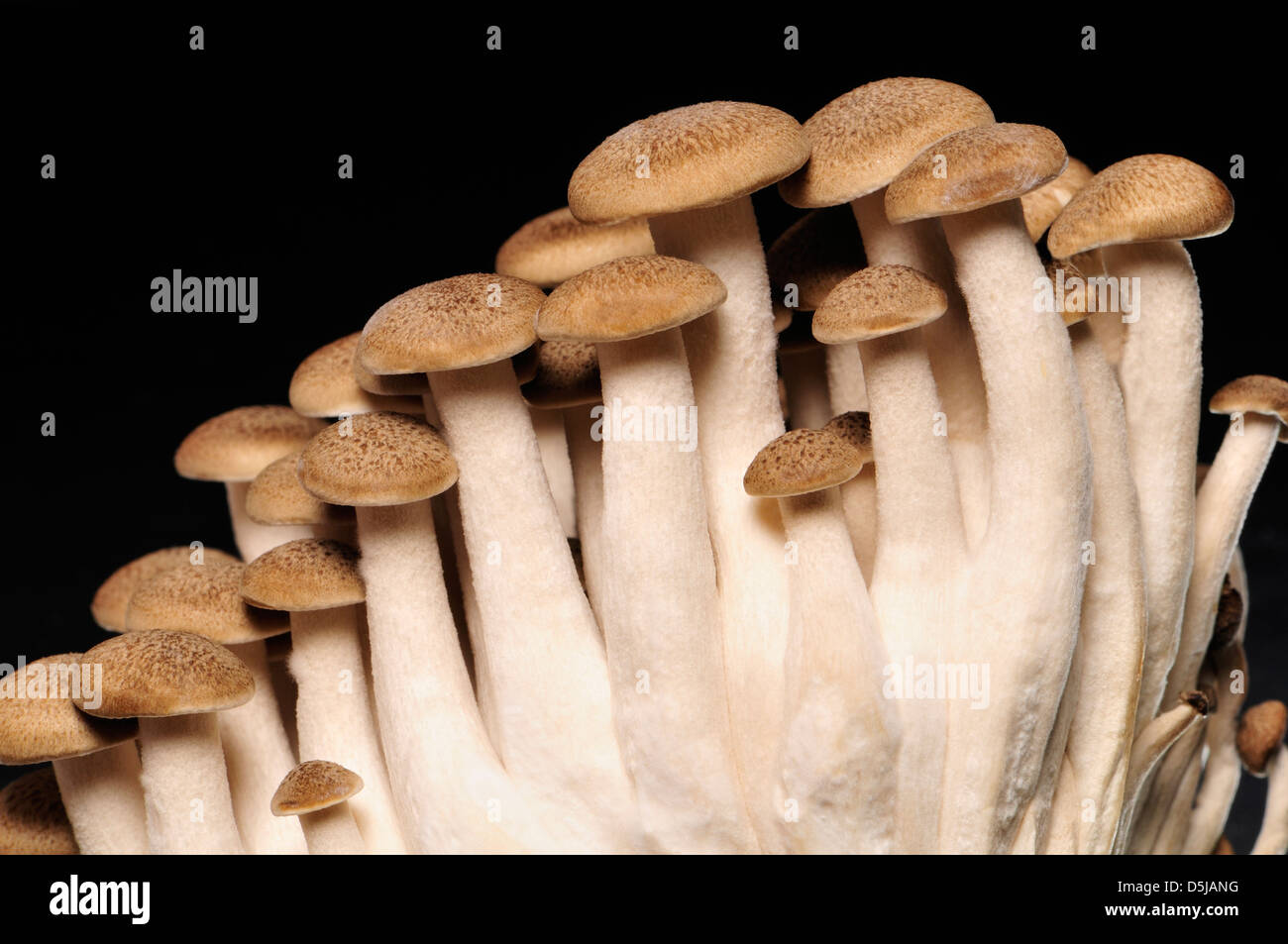 Buna Shimeji / Brown Beech mushrooms Stock Photo Alamy