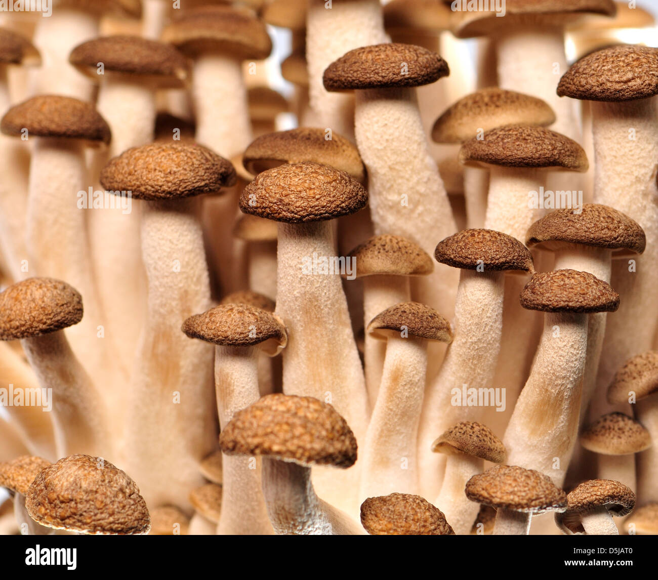 Buna Shimeji / Brown Beech mushrooms Stock Photo Alamy