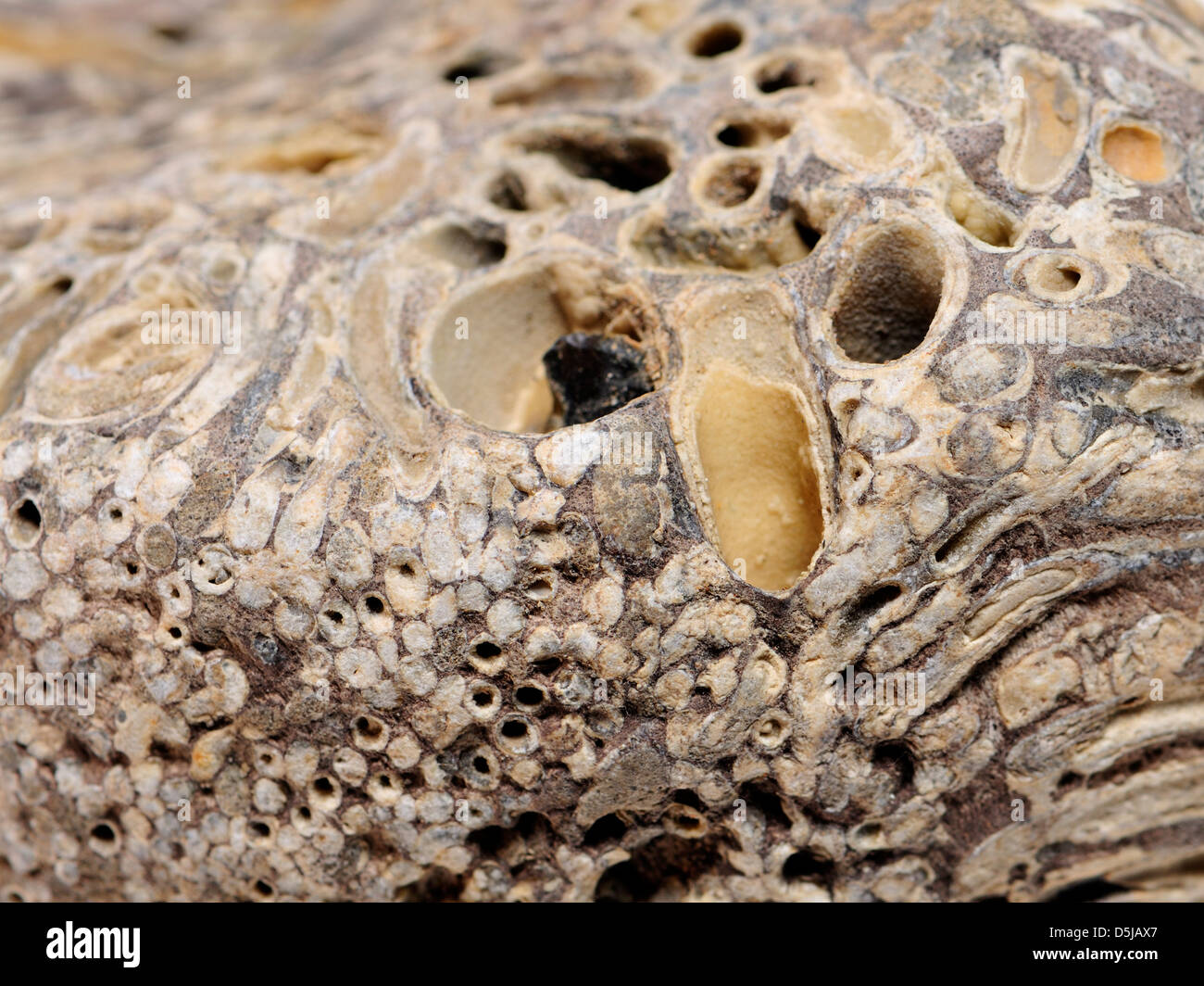 Ship Worm (Teredo navalis) holes in petrified wood. also known as Naval Shipworm, Atlantic Shipworm, Great Shipworm Stock Photo
