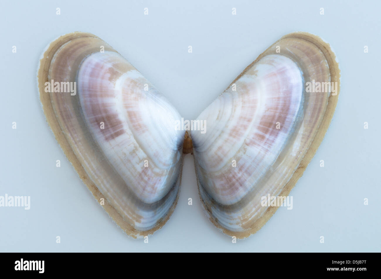 Unidentified small triangular shells found on the beach A pair Stripes and coloured lines Pale blue background Stock Photo