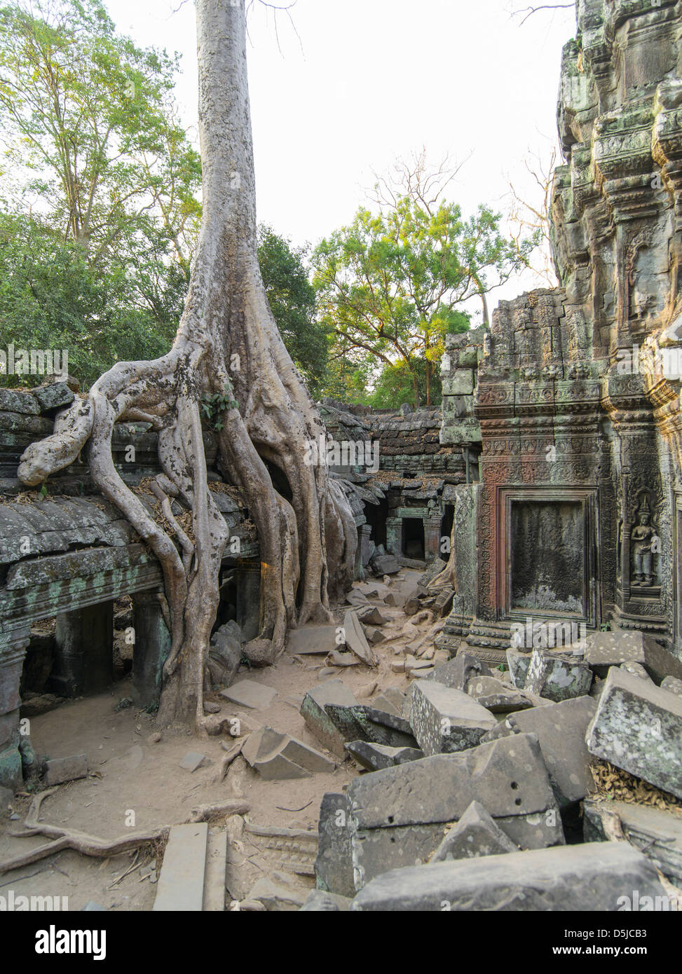 Tree Roots covering a building ruins. Ta Prohm. Angkor Archaeological ...