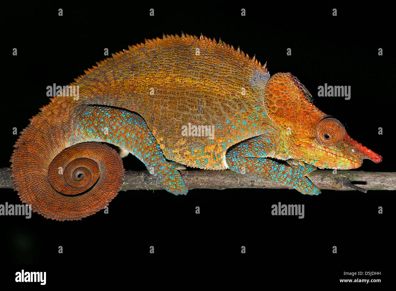 Male Cryptic or Blue-legged Chameleon (Calumma crypticum) rests on a branch in the wilds of Madagascar. Stock Photo