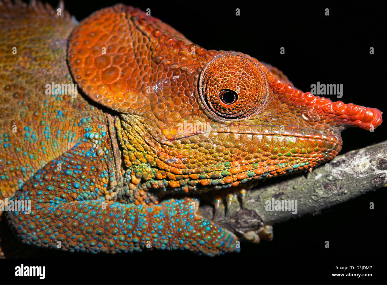 Male Cryptic or Blue-legged Chameleon (Calumma crypticum) rests on a branch in the wilds of Madagascar. Stock Photo