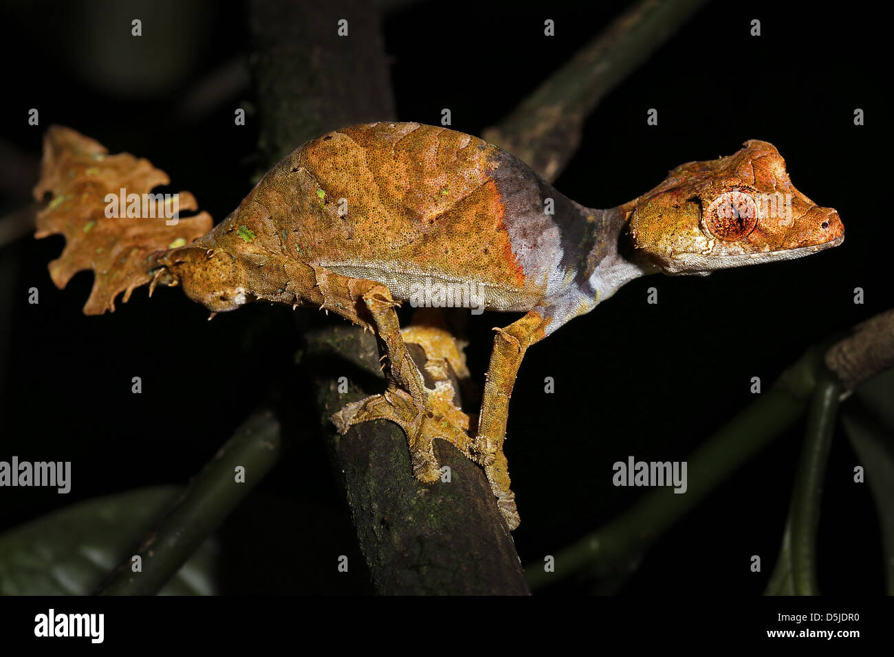 Satanic Leaf-tailed Gecko (Uroplatus phantasticus) in Ranomafana rain forest in eastern Madagascar. Red eyes and horns above eye Stock Photo