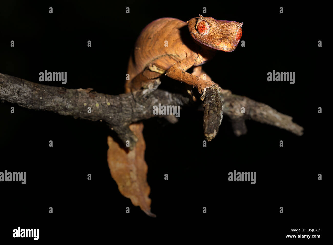 Satanic Leaf-tailed Gecko (Uroplatus phantasticus) in Ranomafana rain forest in eastern Madagascar. Red eyes and horns above eye Stock Photo