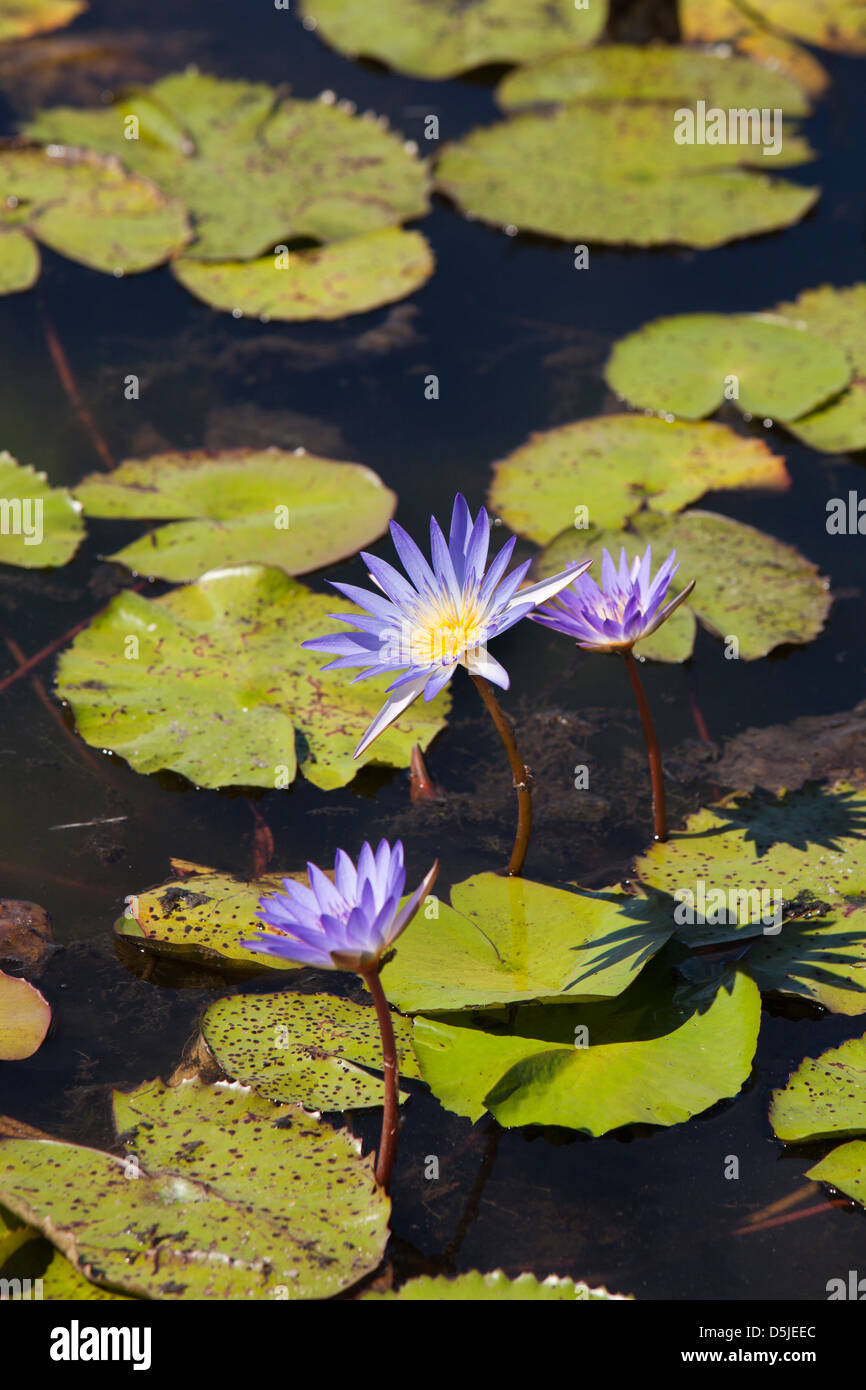 Water Lillies Hi Res Stock Photography And Images Alamy