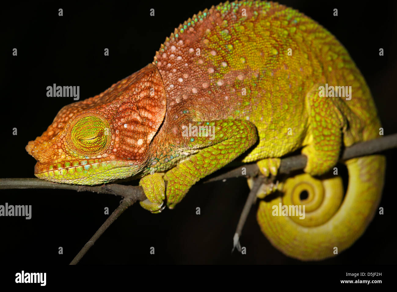 ENDANGERED O'Shaughnessy's Chameleon (Calumma oshaughnessyi) in the Ranomafana Rain Forests of Madagascar. Listed as Vulnerable. Stock Photo