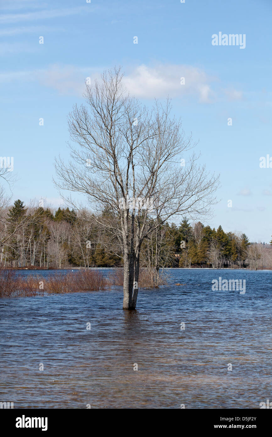 Flooding in Pittsfield, Maine, USA Stock Photo Alamy