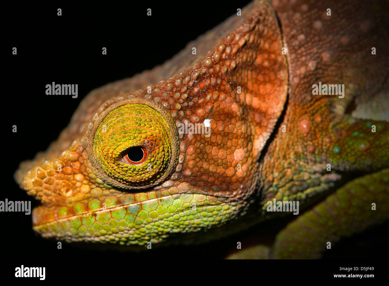 ENDANGERED O'Shaughnessy's Chameleon (Calumma oshaughnessyi) in the Ranomafana Rain Forests of Madagascar. Listed as Vulnerable. Stock Photo