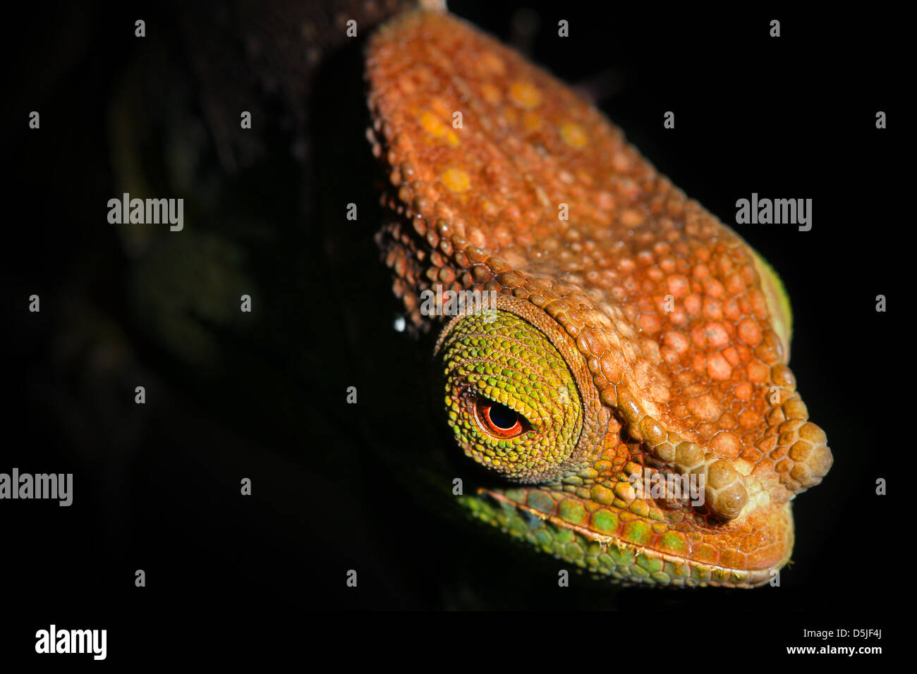 ENDANGERED O'Shaughnessy's Chameleon (Calumma oshaughnessyi) in the Ranomafana Rain Forests of Madagascar. Listed as Vulnerable. Stock Photo