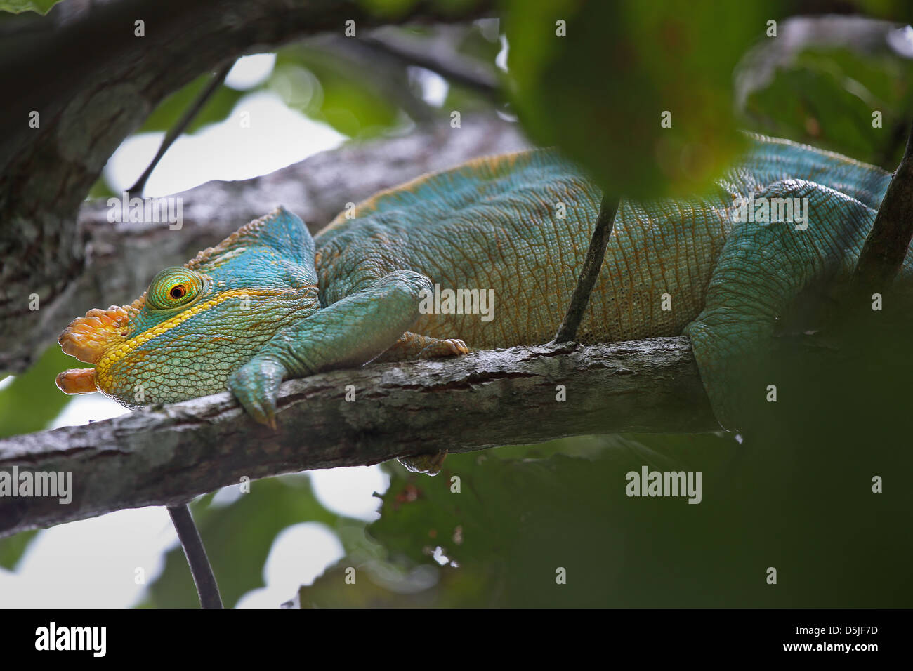 ENDANGERED male Parson's Chameleon (Calumma parsonii) in a tree in Ranomafana, Madagascar. Stock Photo