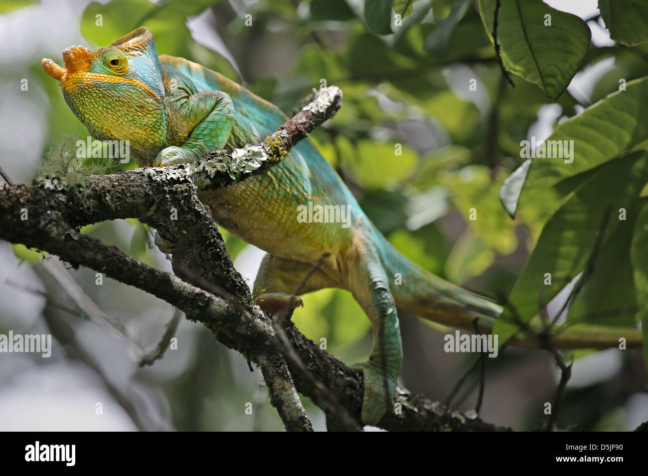 ENDANGERED male Parson's Chameleon (Calumma parsonii) in a tree in Ranomafana, Madagascar. Stock Photo