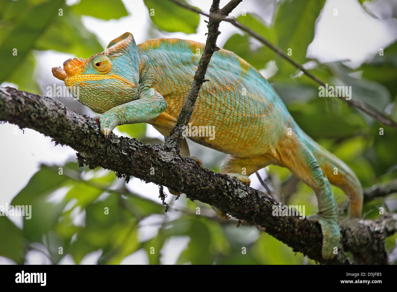 ENDANGERED male Parson's Chameleon (Calumma parsonii) in a tree in Ranomafana, Madagascar. Stock Photo