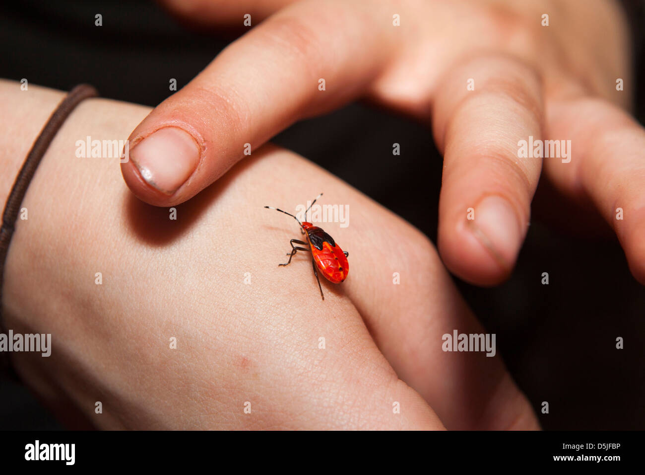 Madagascar, dry forest insects, red shield bug amongst litter on hand of Operation Wallacea student Stock Photo
