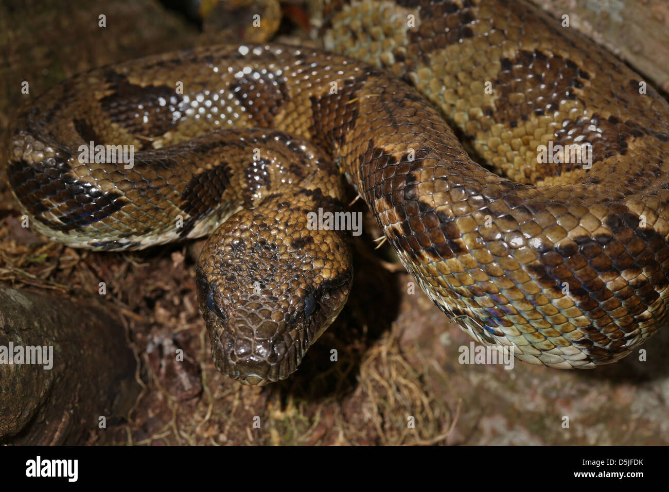 Malagasy or Madagascar Tree Boa (Boa manditra or Sanzinia madagascariensis) macro of head and body in rainforest of Ranomafana. Stock Photo