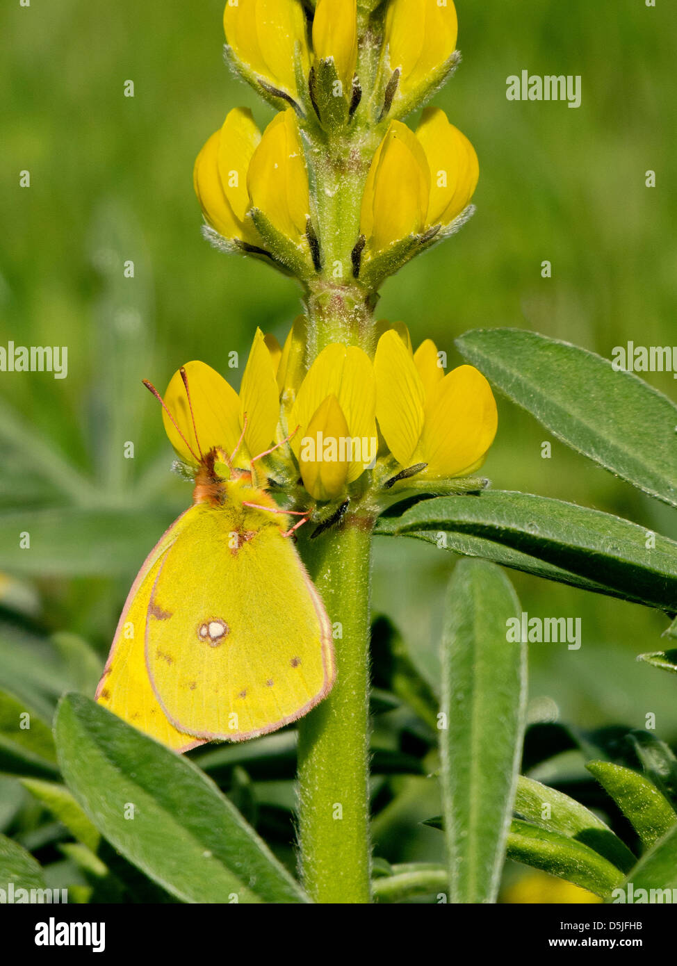 Clouded Yellow Butterfly feeding on wild Lupin flower in Southern Portugal Stock Photo