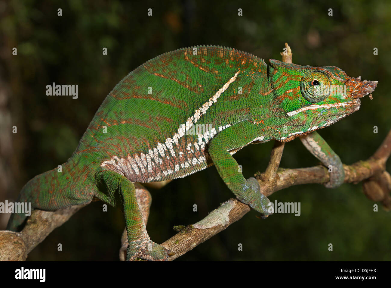 ENDANGERED Rainforest or Two-banded Chameleon (Furcifer balteatus) stalking insects in a tree in the wilds of Madagascar. Stock Photo