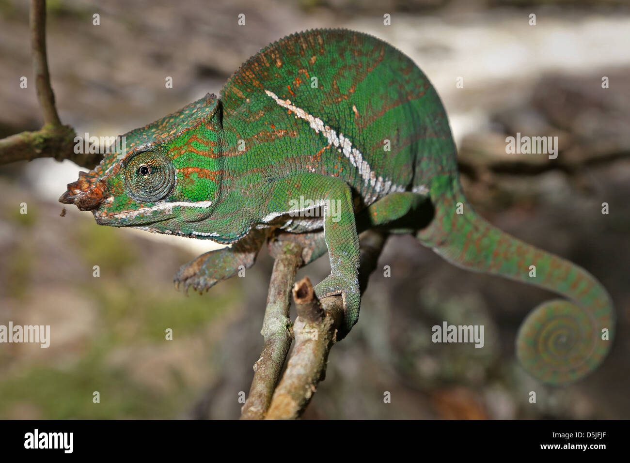 ENDANGERED Rainforest or Two-banded Chameleon (Furcifer balteatus) stalking insects in a tree in the wilds of Madagascar. Stock Photo