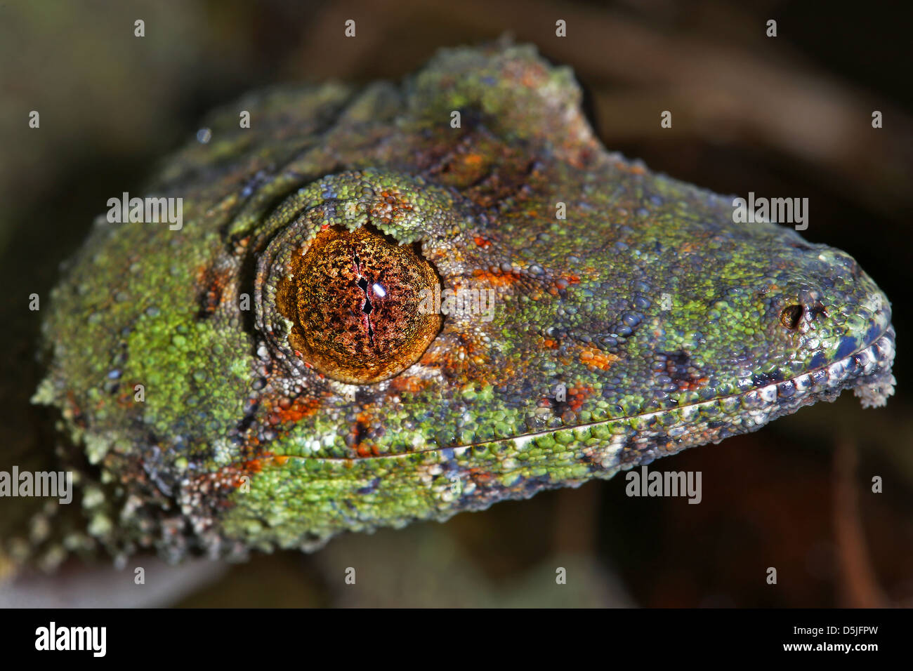 Giant Leaf-tailed Gecko (Uroplatus fimbriatus) in Ranomafana, Madagascar. Gecko perches on a branch at night to prey on insects. Stock Photo