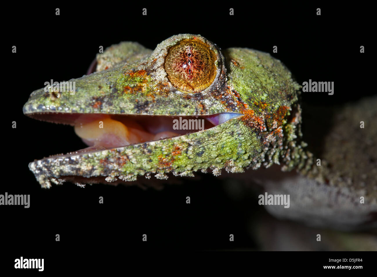 Giant Leaf-tailed Gecko (Uroplatus fimbriatus) in Ranomafana, Madagascar. Gecko opens mouth to clean eye with tongue. Stock Photo