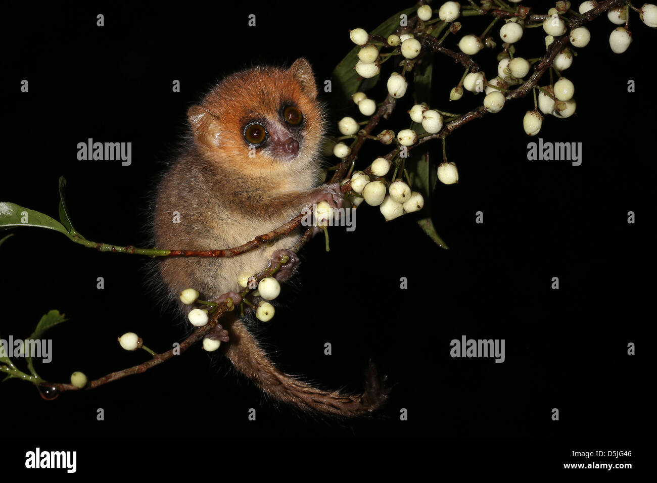 Brown Mouse Lemur (Microcebus rufus) in a rain forest in Madagascar (Ranomafana). Mouse Lemurs are the world's smallest primates Stock Photo