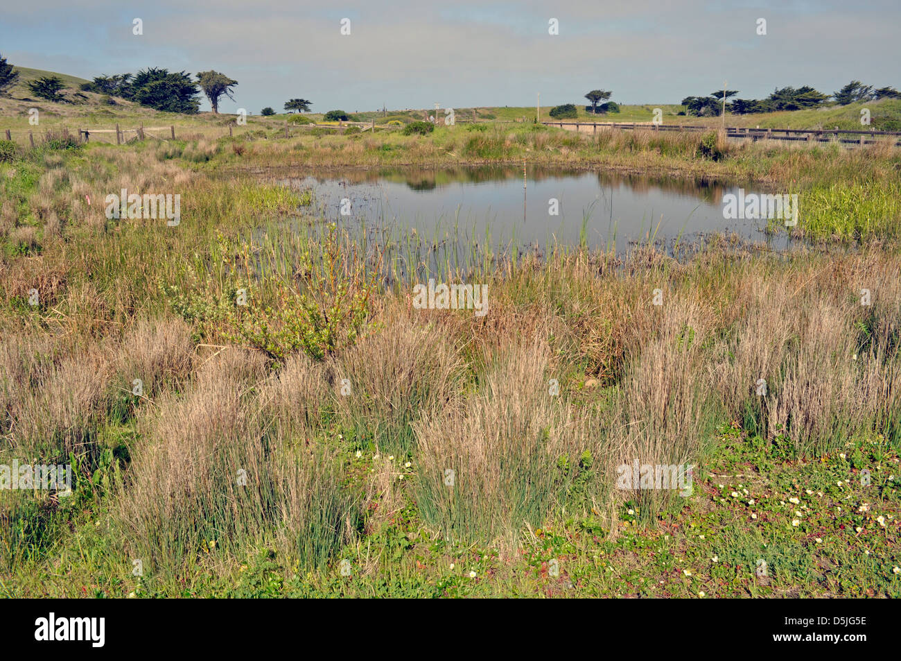 pond habitat at Mori Point, Golden Gate National Recreation Area, Pacifica, California, USA Stock Photo