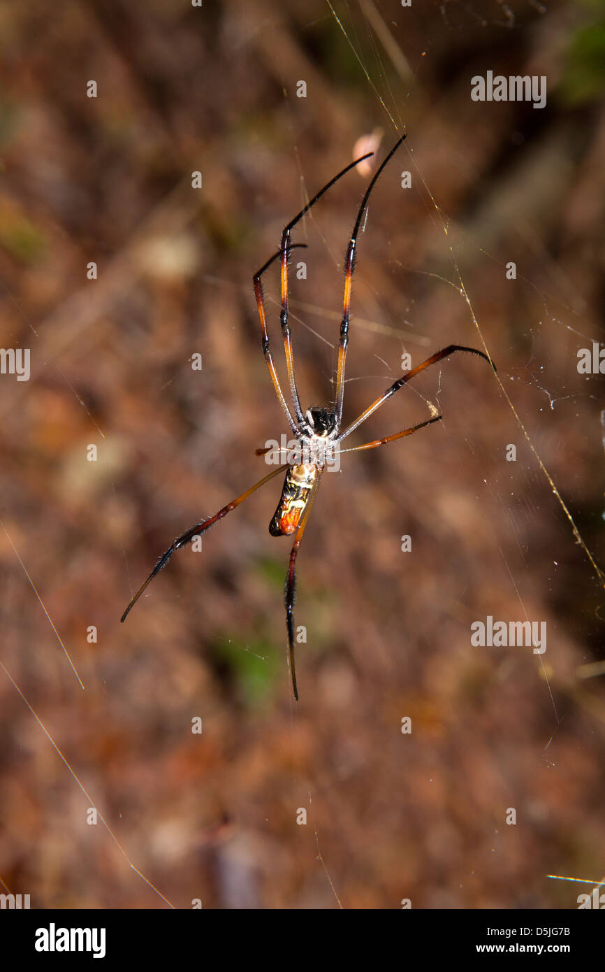 Madagascar, dry forest insects, large golden orb spider in web Stock Photo