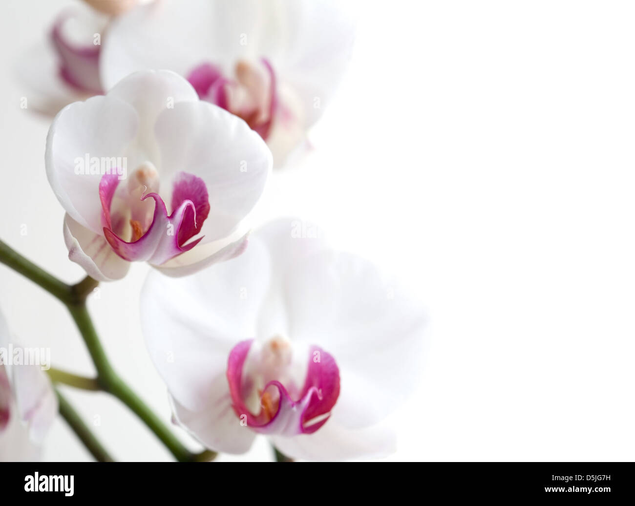 White and pink orchids on white isolated background Stock Photo - Alamy