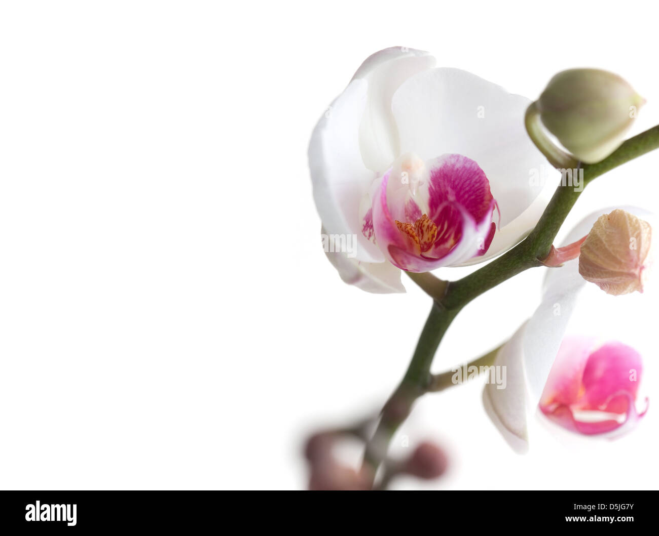 White and pink orchids on white isolated background Stock Photo - Alamy