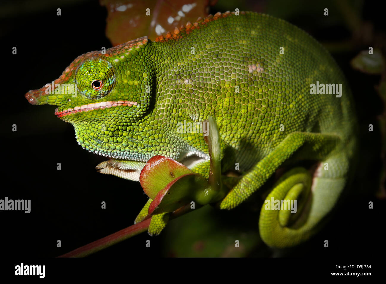 Male Canopy or Will's Chameleon (Furcifer willsii) on a branch in the wilds of Madagascar (Rain Forest of Ranomafana). Stock Photo