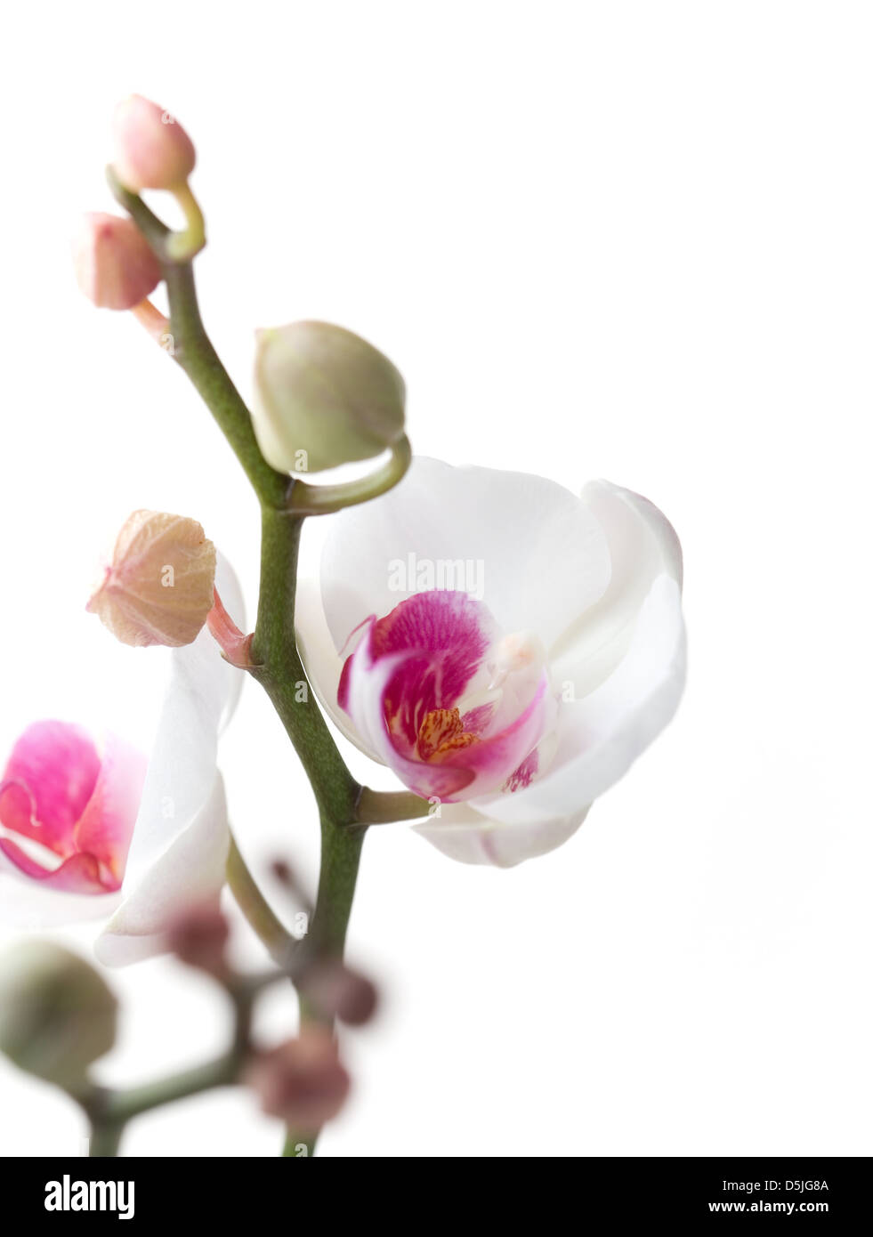 White and pink orchids on white isolated background Stock Photo - Alamy