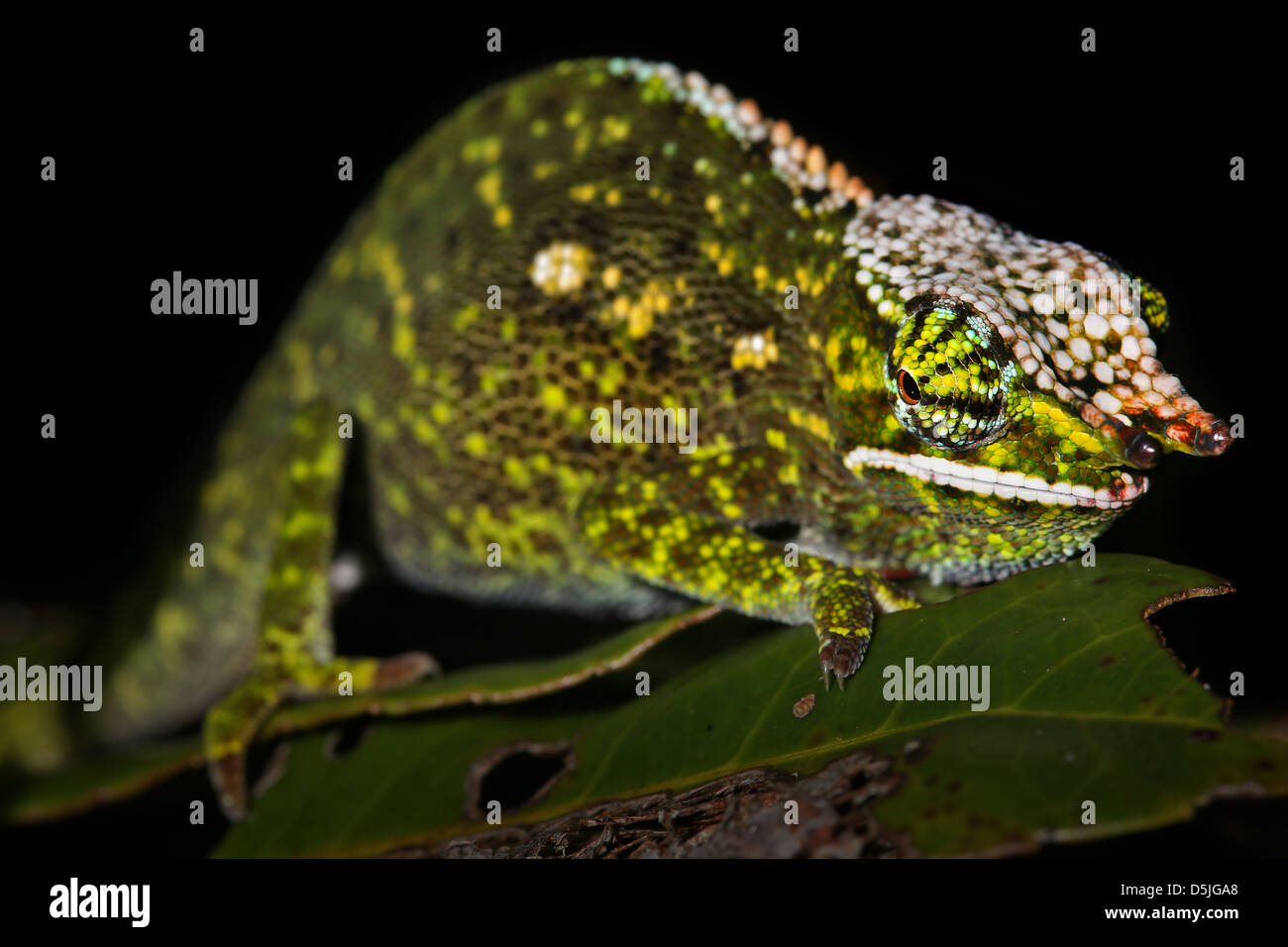 Male Canopy or Will's Chameleon (Furcifer willsii) on a branch in the wilds of Madagascar (Rain Forest of Ranomafana). Stock Photo