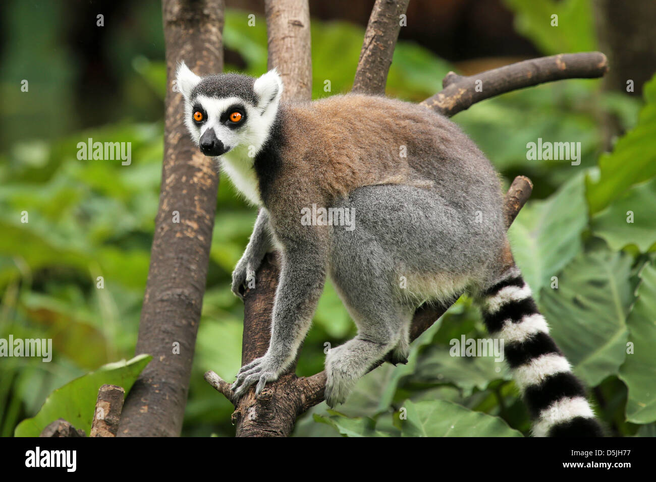 Ring-tailed Lemur (Lemur catta) looks out with big, bright orange eyes and watches from a branch in Madagascar. Stock Photo