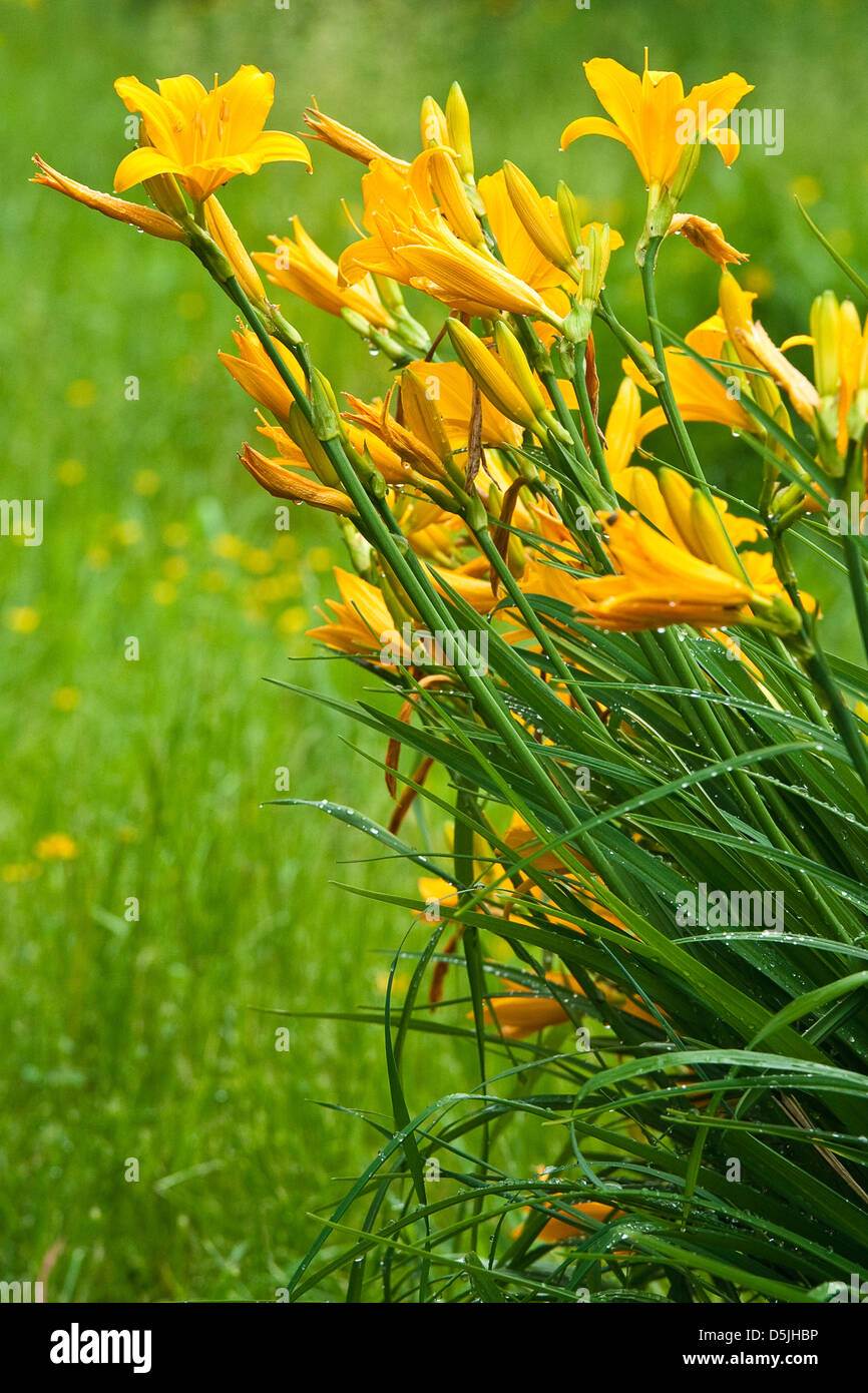 ordering lavender plants online Phenomenal® Lavender main image 1
