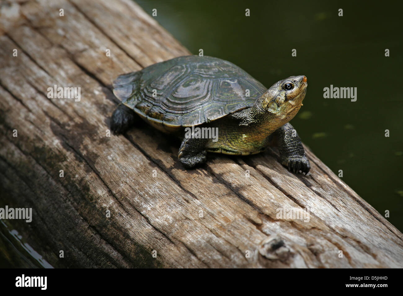 Critically ENDANGERED Madagascan Bigheaded Turtle (Erymnochelys