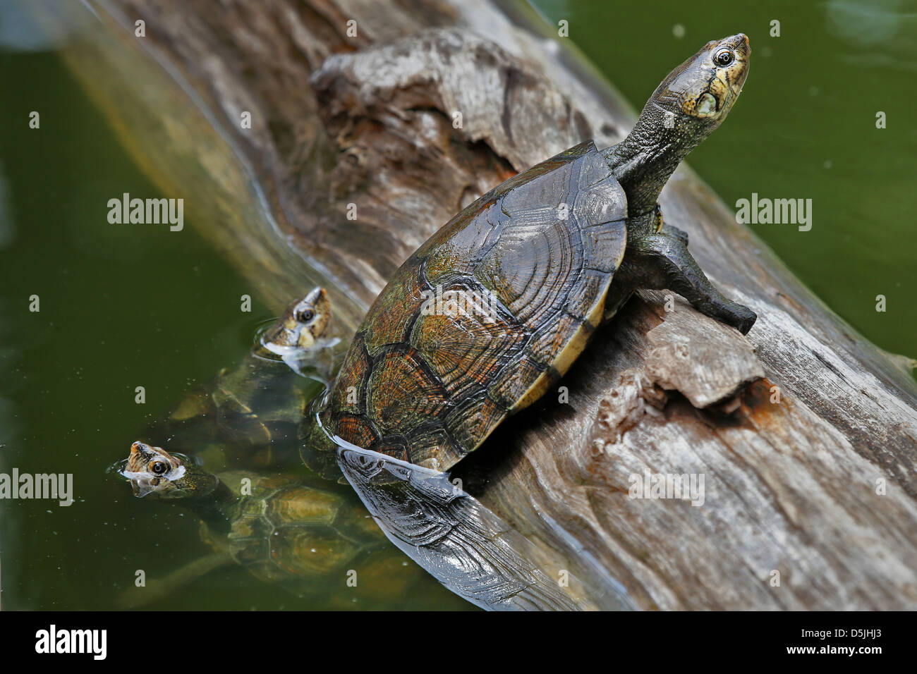 Critically ENDANGERED Madagascan Big-headed Turtle (Erymnochelys madagascariensis) floating and basking on a log in the wild. Stock Photo